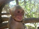 Usmievavá opička